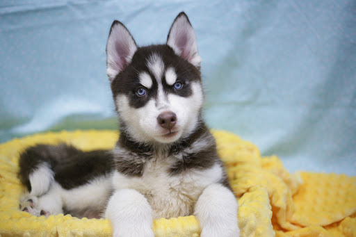 Pet Store «Four Paws and a Tail», reviews and photos, 120 Northtown Dr, Blaine, MN 55434, USA