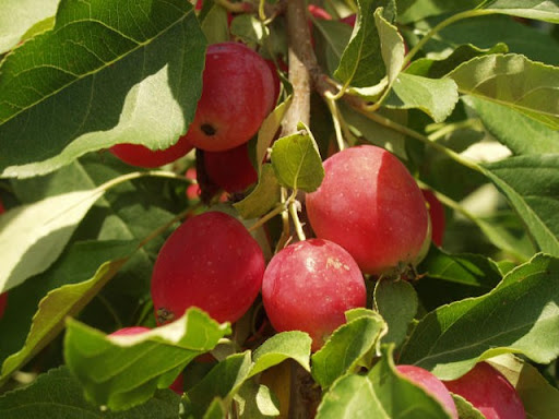 Produce Market «B&P Hitz Fruit Farm (Apples N Produce)», reviews and photos, 14070 Wilco Hwy NE, Woodburn, OR 97071, USA