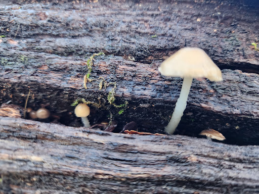 Park «Anderson River Park», reviews and photos