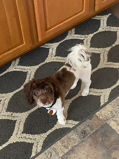 Pet Supply Store «Petco Animal Supplies», reviews and photos, 313 Homer M Adams Pkwy, Alton, IL 62002, USA