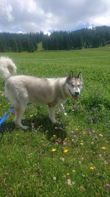 La Société Protectrice des Animaux (SPA) - Refuge de Briançon à Briançon