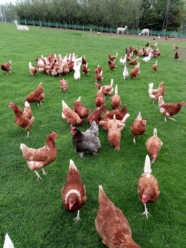 Townfield Head Poultry
