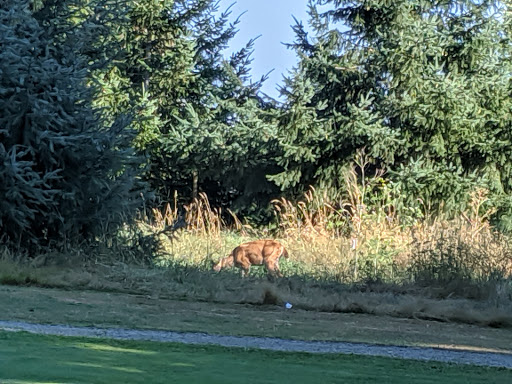 Golf Course «Meadow Park Golf Course», reviews and photos, 7108 Lakewood Dr W, Tacoma, WA 98467, USA