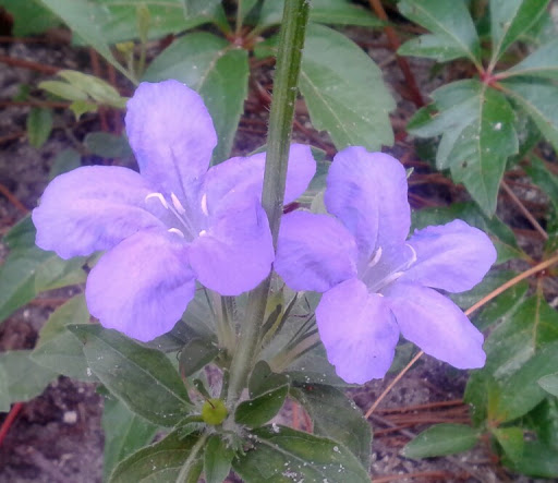 National Forest «Ocala National Forest», reviews and photos, 40929 FL-19, Umatilla, FL 32784, USA