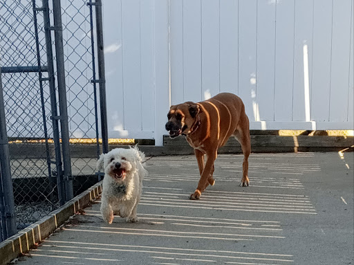 Metamora Canine Kennel