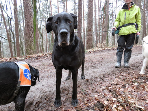 Hundetraining bvl & Tierpension Dominik Lang unter Offenhausen, 