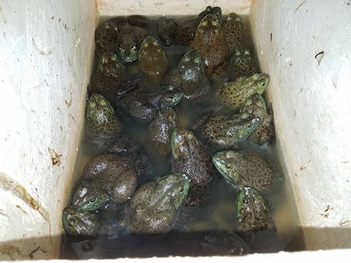 Asian Grocery Store «New Golden Sparkling Supermarket», reviews and photos, 8618 Broadway, Elmhurst, NY 11373, USA