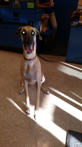 Pet Supply Store «PetSmart», reviews and photos, 857 N Val Vista Dr #106, Gilbert, AZ 85234, USA