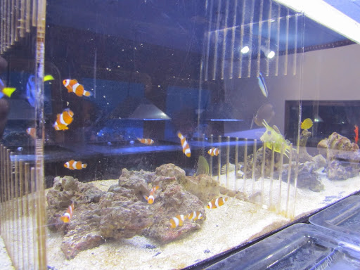 Tropical Fish Store «Arizona Custom Aquariums», reviews and photos, 3817 N Oracle Rd #A, Tucson, AZ 85705, USA