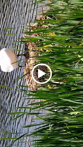 Park «Parks Lake», reviews and photos, Academy St, Rockaway, NJ 07866, USA