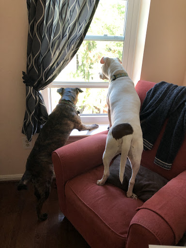 Pet Store «Dogma - Life, With Your Pet.», reviews and photos, 1719 Whetstone Way, Baltimore, MD 21230, USA