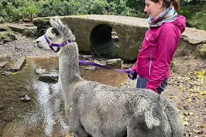 Alpaca and Donkey walking and experiences at Felley Ranch image