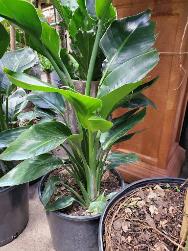 Florist «Metropolitan Plant & Flower Exchange Inc.», reviews and photos, 2125 Fletcher Ave, Fort Lee, NJ 07024, USA