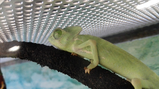 Pet Supply Store «Petco Animal Supplies», reviews and photos, 8111 W Broward Blvd, Plantation, FL 33324, USA