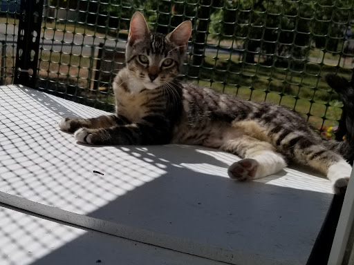 Non-Profit Organization «Heartland Humane Society», reviews and photos, 398 SW Twin Oaks Cir, Corvallis, OR 97333, USA