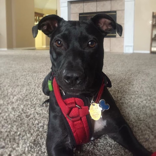 Pet Supply Store «PetSmart», reviews and photos, 7616 Denton Hwy #532, Watauga, TX 76148, USA