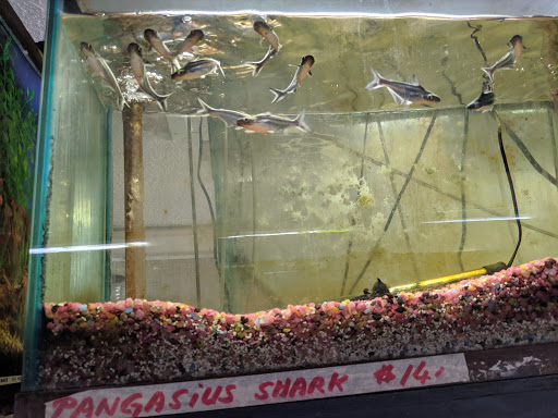 Gift Shop «Asia Gifts & Aquarium», reviews and photos, 763 S 38th St, Tacoma, WA 98418, USA