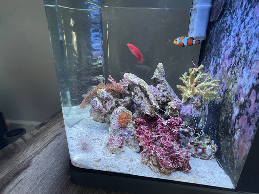 Tropical Fish Store «Life Aquatic», reviews and photos, 9 South Ave, New Canaan, CT 06840, USA