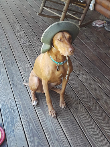 University Animal Clinic: Dr. John Emerson, DVM image