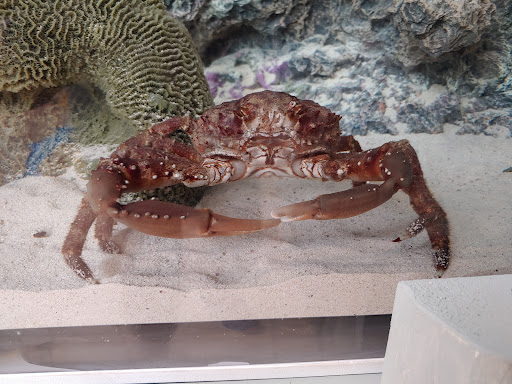 Science Museum «Marine Science Center», reviews and photos, 100 Lighthouse Dr, Ponce Inlet, FL 32127, USA