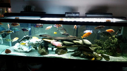 Tropical Fish Store «Aqua Mart Aquariums», reviews and photos, 1620 S Washington Ave, Titusville, FL 32780, USA