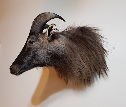 Tongariro Taxidermy