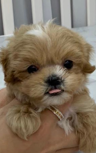 Pet Supply Store «Woof Woof Puppies & Boutique», reviews and photos, 29555 Northwestern Hwy, Southfield, MI 48034, USA