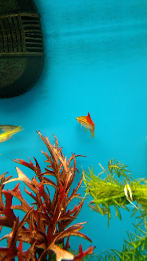 Pet Supply Store «Pet Supplies Plus», reviews and photos, 5708 State St, Saginaw, MI 48603, USA