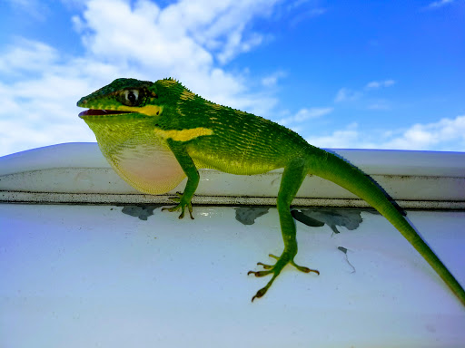 Golf Shop «Loxahatchee Club-Golf Shop», reviews and photos, 1350 Echo Dr, Jupiter, FL 33458, USA