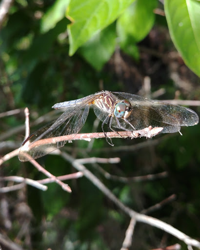 Park «Lake Lotus Park Office», reviews and photos, 1153 Lake Lotus Park Rd, Altamonte Springs, FL 32714, USA