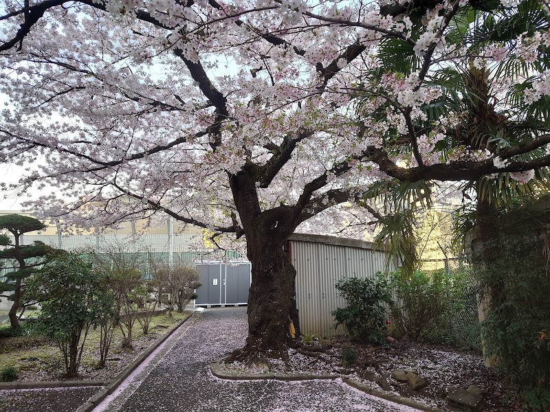 大阪陸軍幼年学校跡地の桜
