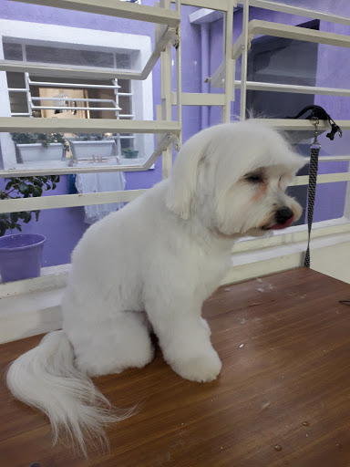 Pet Laura Vet em São Paulo - SP