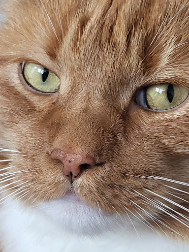 Dr.med.vet. Bärbel Küsters Tierärztin unter Alpen, 