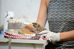 Opvangcentrum Vogels en Wilde Dieren Oostende image