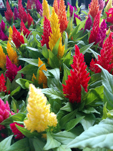 Hardware Store «Orchard Supply Hardware», reviews and photos, 452 Fair Oaks Ave, South Pasadena, CA 91030, USA