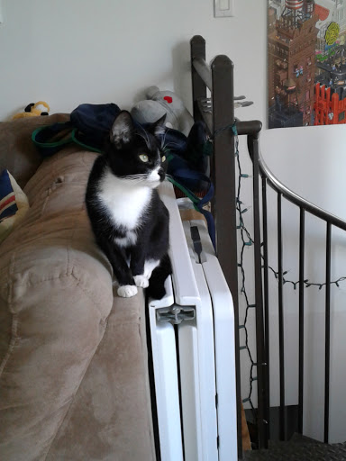 Pet Store «Bushy Tails», reviews and photos, 1087 Flushing Ave, Brooklyn, NY 11237, USA