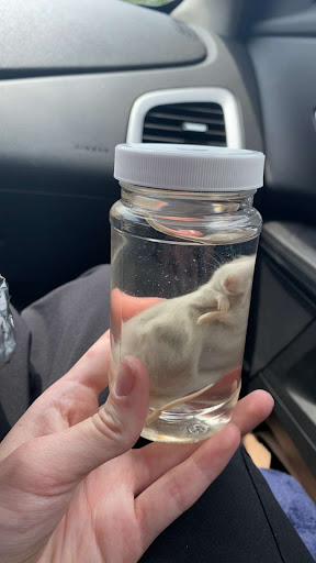 Explore father time tattoo ideas, creative tattoo ideas in Asheville, available at Dark and Deviant Oddities