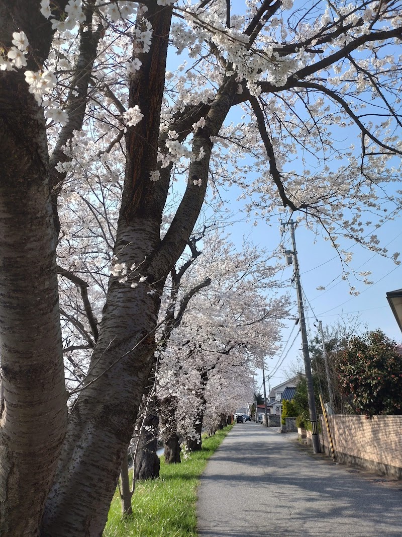 太田川沿いの桜