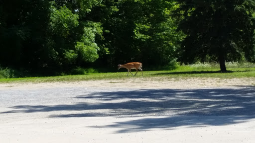 Auto Parts Store «NAPA Auto Parts - The Parts Place Williamston», reviews and photos, 1039 West Grand River Avenue, Williamston, MI 48895, USA