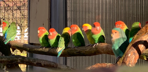 Vogelpark Abensberg unter Abensberg, 