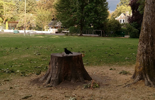 Park «Hammerle Park», reviews and photos, 1505 Lewis St, West Linn, OR 97068, USA