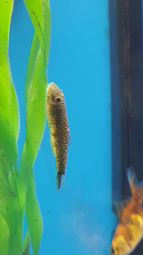 Pet Supply Store «Petco Animal Supplies», reviews and photos, 16835 E Shea Blvd #105, Fountain Hills, AZ 85268, USA