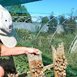 Photo n° 4 de l'avis de Philippe. fait le 20/08/2023 à 14:55 pour L'escargot des Marnières à Tillières-sur-Avre