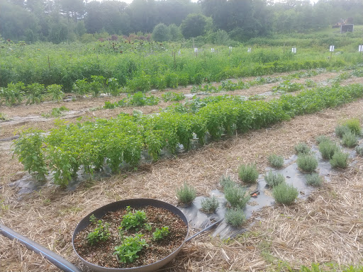 Farm «Heron Pond Farm», reviews and photos, 299 Main Ave, South Hampton, NH 03827, USA