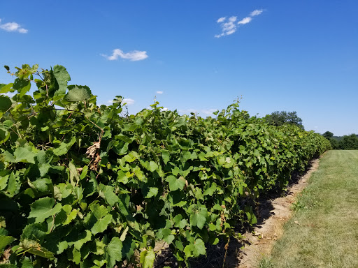 Vineyard «Noboleis Vineyards», reviews and photos, 100 Hemsath Rd, Augusta, MO 63332, USA