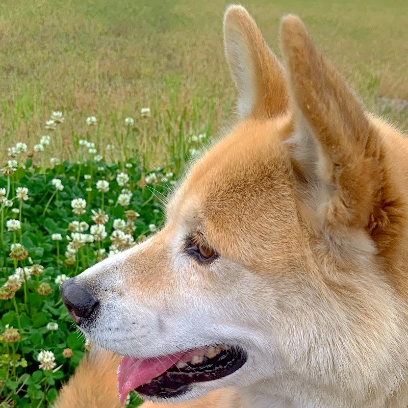 横畑動物病院