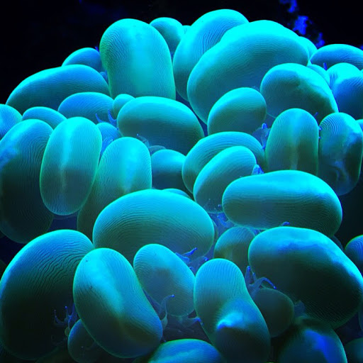 Aquarium «The Reef Shoppe», reviews and photos, 1969 East Ridge Road, Rochester, NY 14622, USA