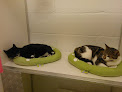 Catnappery Cattery