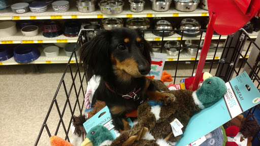 Pet Supply Store «PetSmart», reviews and photos, 534 US-441, Lady Lake, FL 32159, USA