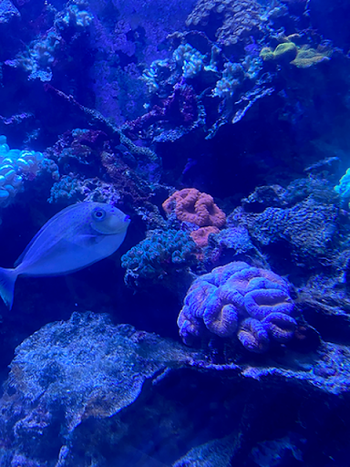 Pet Store «Woofs & Waves», reviews and photos, 5426 Arrowhead Pkwy E, Sioux Falls, SD 57110, USA